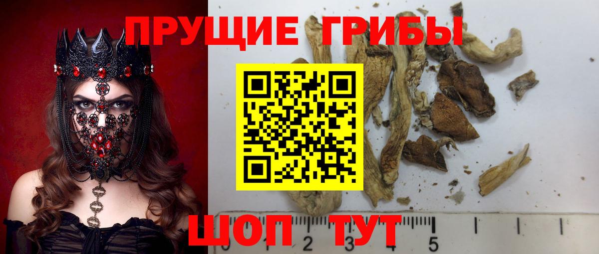 Псилоцибиновые грибы Psilocybe Татарск